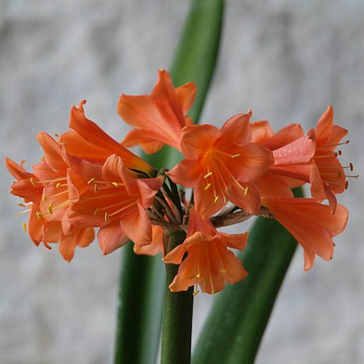 SH14 Nick's 'Flared Lady' Pastel Clivia Interspecific with flared mouth and re-flex sepals - Image 2