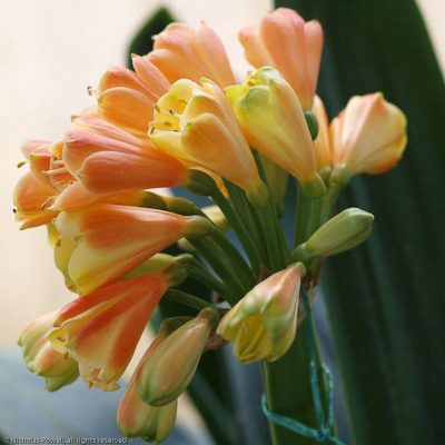 SH10 'Petit Moulin' A special Clivia Interspecific with almost miniature flowers having green tips fading to yellow