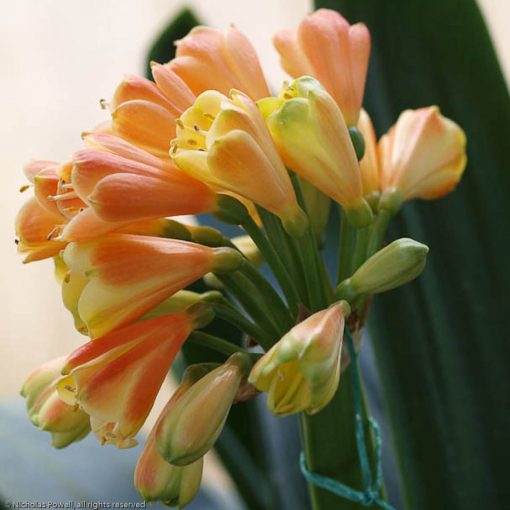 SH10 'Petit Moulin' A special Clivia Interspecific with almost miniature flowers having green tips fading to yellow