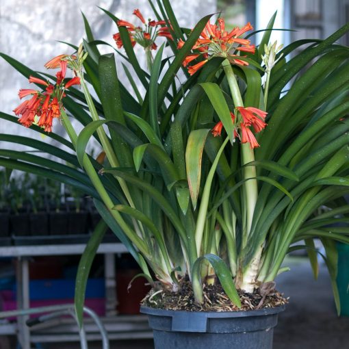 SH207.  Nick's "Red Bells" - Image 2