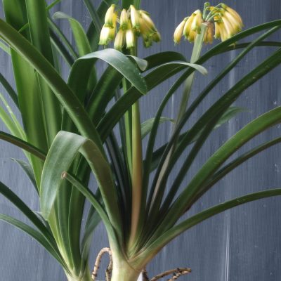 Clivia gardenii