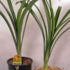 Clivia gardenii - Image 5