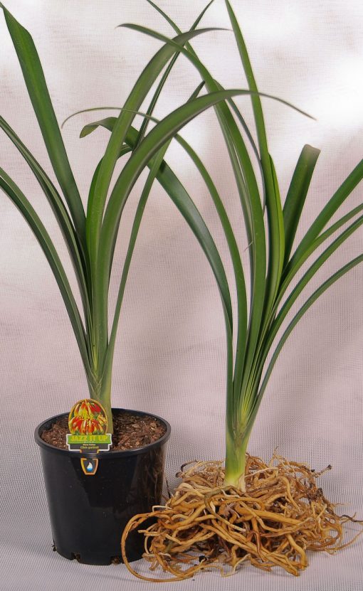 Clivia gardenii - Image 5