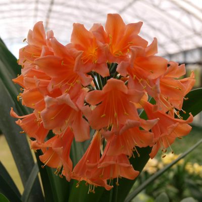 SH14 Nick's 'Flared Lady' Pastel Clivia Interspecific with flared mouth and re-flex sepals