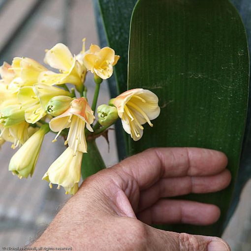 SH10 'Petit Moulin' A special Clivia Interspecific with almost miniature flowers having green tips fading to yellow - Image 2